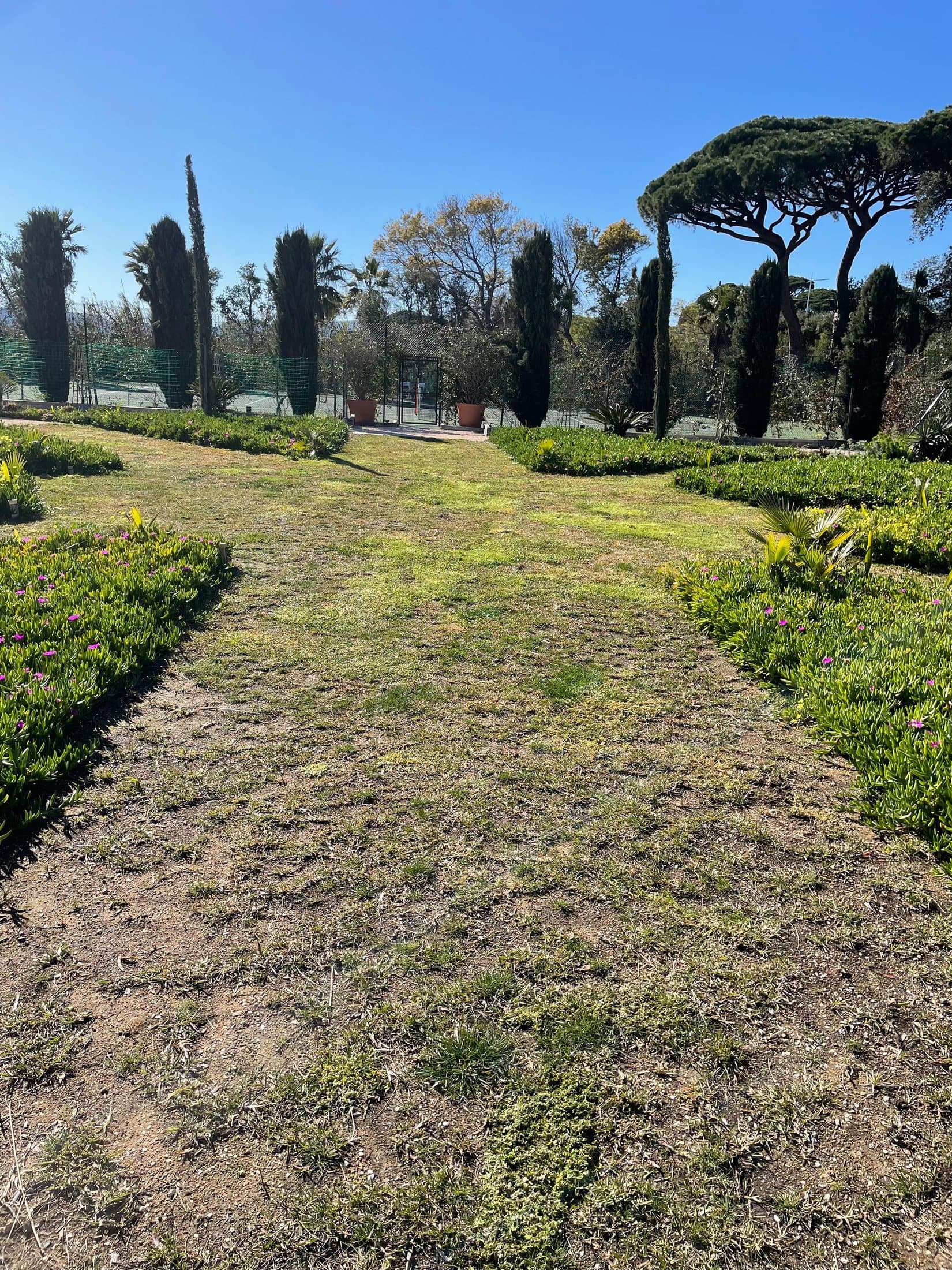 Grande allée entre deux haies avant travaux : herbe clairsemée et sol à nu par plaques
