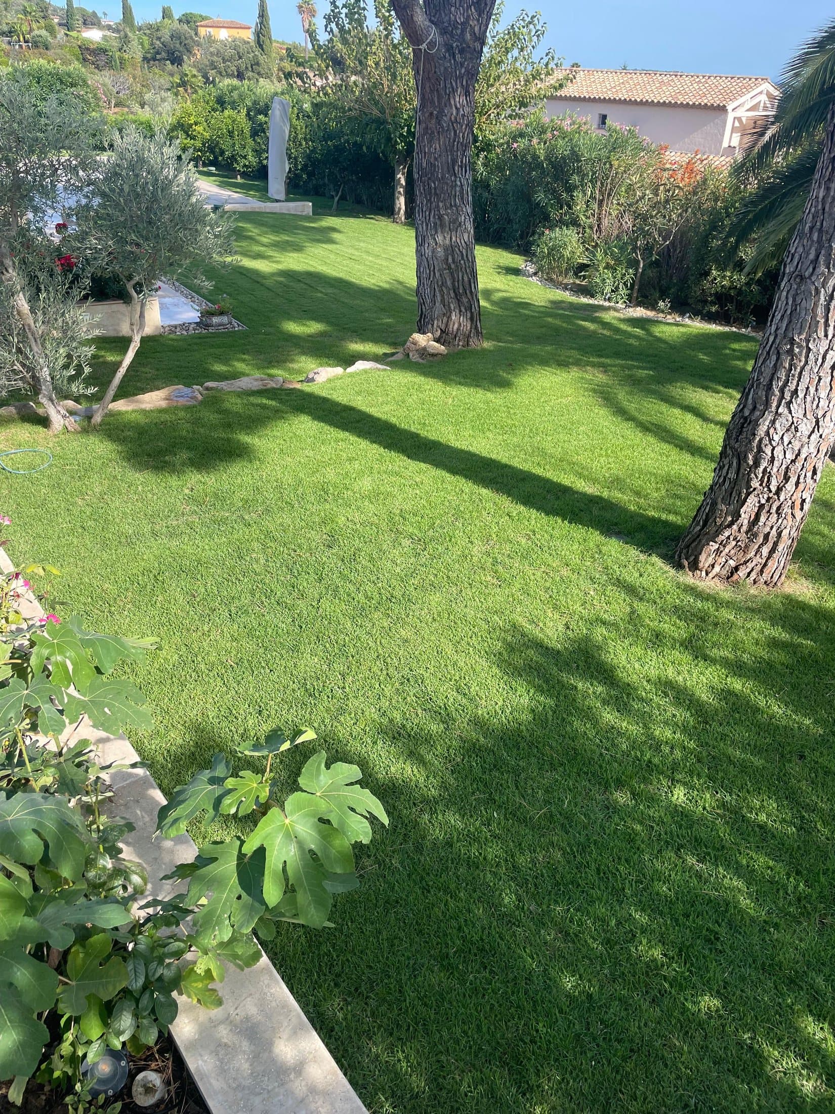 Le même terrain après travaux : pelouse dense et verte sous les pins